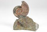 Iridescent, Pyritized Ammonite (Quenstedticeras) Fossil Display #209447-1